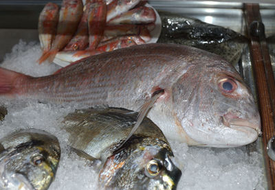 Close-up of fish for sale in market