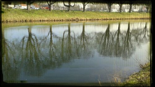 Reflection of trees in water