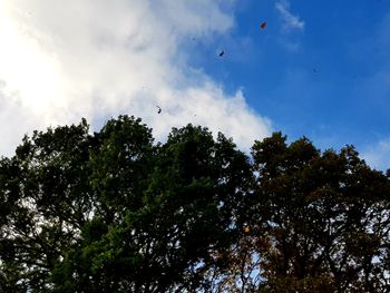 Low angle view of birds flying against sky