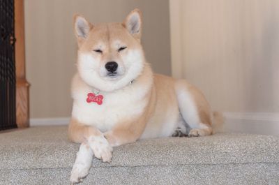 Portrait of dog sitting on floor at home