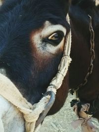 Close-up of horse