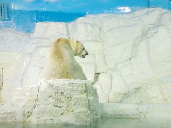 polar bear