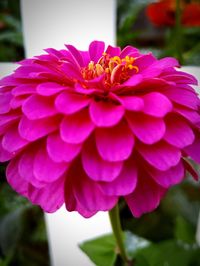 Close-up of pink flower