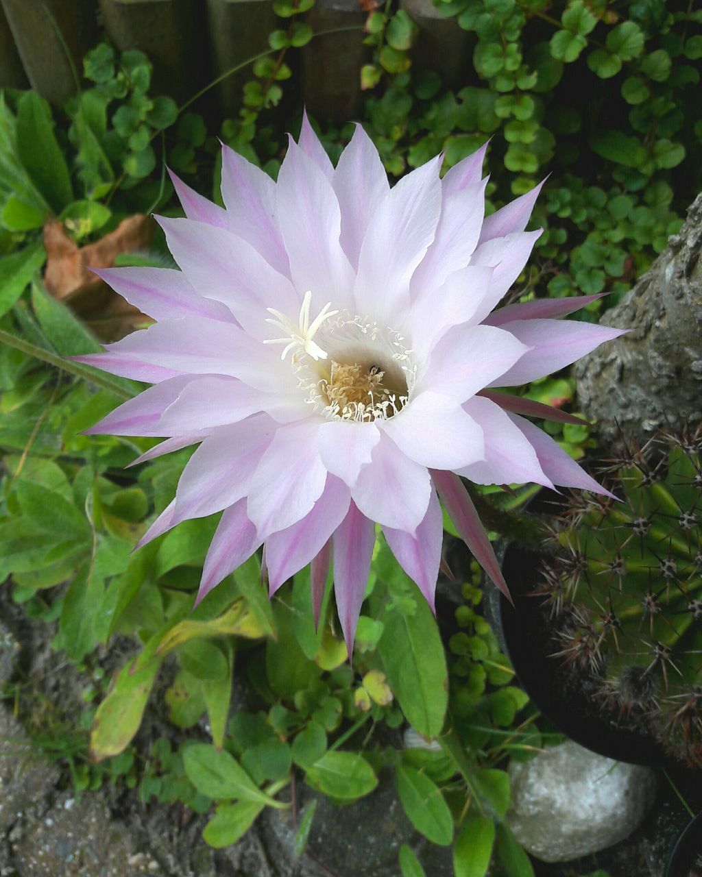 flower, growth, freshness, fragility, petal, flower head, close-up, high angle view, single flower, leaf, plant, beauty in nature, nature, blossom, in bloom, green color, springtime, pink, day, bloom, botany, water lily, outdoors, growing