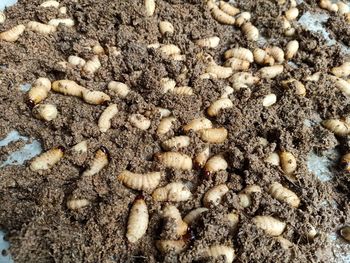 High angle view of insect on ground