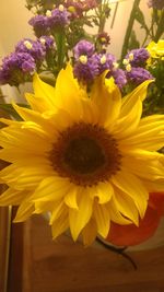 Close-up of yellow flowers