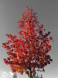 Low angle view of tree against sky