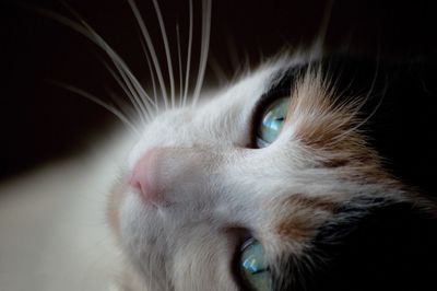 Close-up portrait of cat