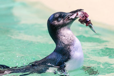 Close-up of penguin with prey in lake