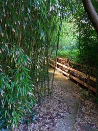 Walkway amidst trees