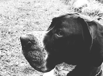 Close-up of a dog looking away