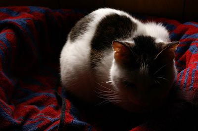 Close-up of cat relaxing on bed at home