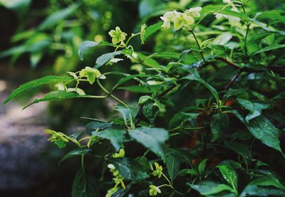 Close-up of fresh green plant