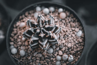 High angle view of potted plant