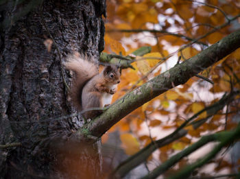 Squirrel on tree trunk