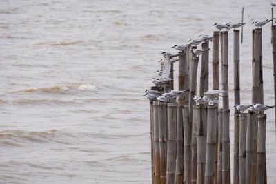 Close-up of wooden post on beach