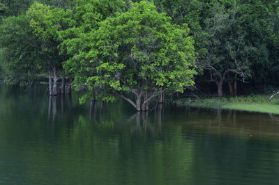 Scenic view of lake in forest