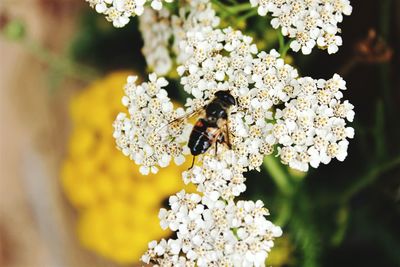 Close-up of bee on white flowers