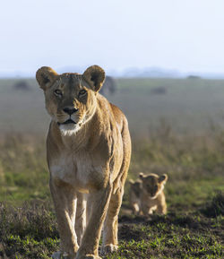 Lioness standing on field