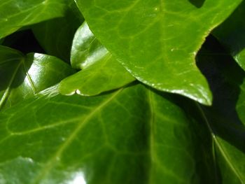 Full frame shot of green leaves