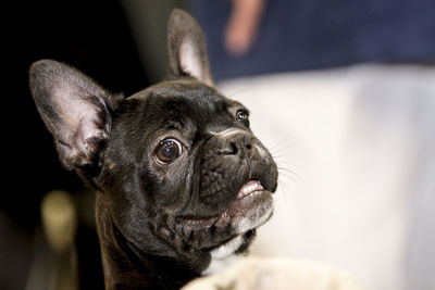 Close-up of french bulldog looking away