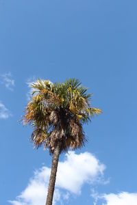 Low angle view of palm tree against blue sky