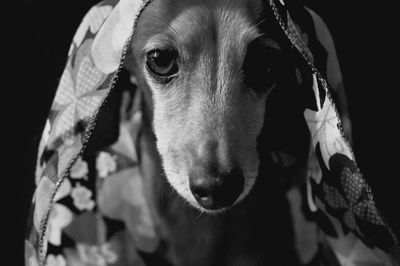 Close-up portrait of dog