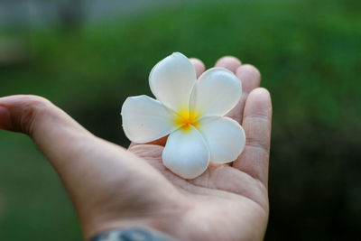 Close-up of hand holding small white flower