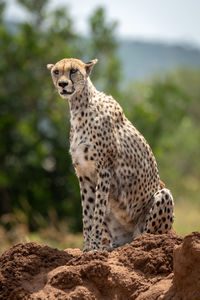 Cheetah sitting on rock formation