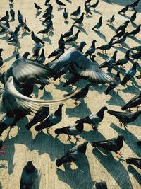 High angle view of pigeons flying
