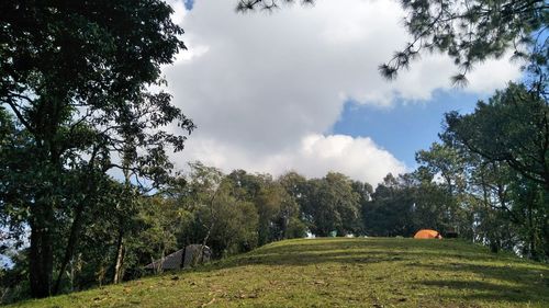 Trees on field against sky
