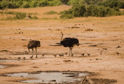 Birds on landscape against water