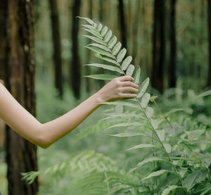 Cropped hand of woman holding plant