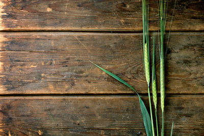 Full frame shot of wheat on wooden surface