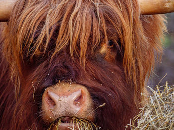 Close-up of a highland cattle cow