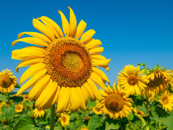 Close-up of yellow sunflower against clear sky