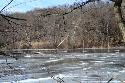 Bare trees on snow covered landscape