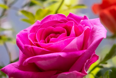 Close-up of pink rose