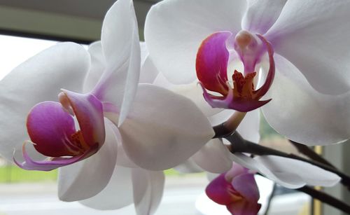 Close-up of pink orchid blooming outdoors