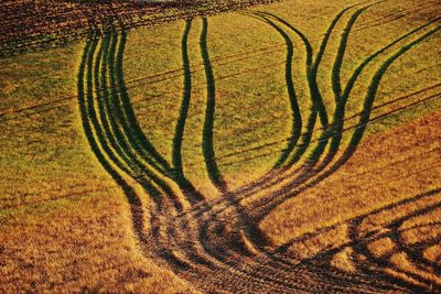 Trees in field