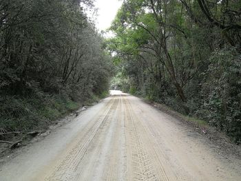 Dirt road amidst trees in forest