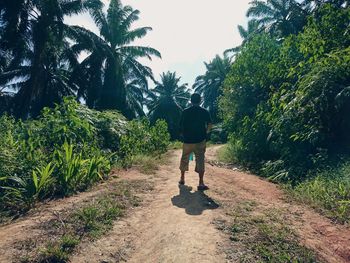 Rear view of man walking on palm trees