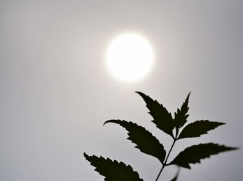 Close-up of silhouette leaves against sky during sunset