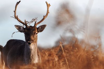 Close-up of deer in winter