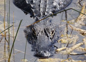 High angle view of turtle swimming in lake