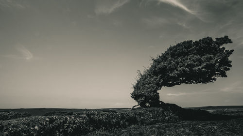 Tree on field against sky