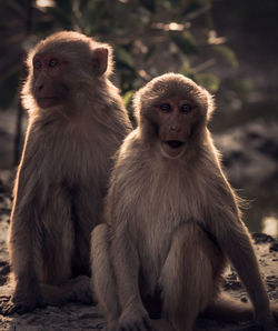 Portrait of monkeys sitting outdoors