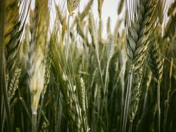 Close-up of wheat crops