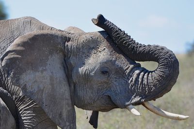 Close-up of elephant