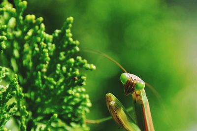 Close-up of insect on plant